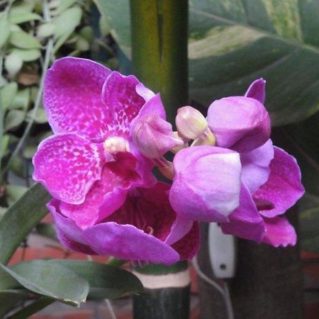 Big Lyna Villa Siem Reap Ngoại thất bức ảnh
