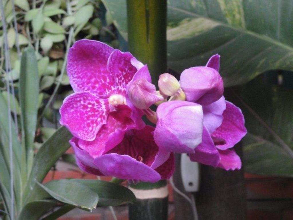 Big Lyna Villa Siem Reap Ngoại thất bức ảnh